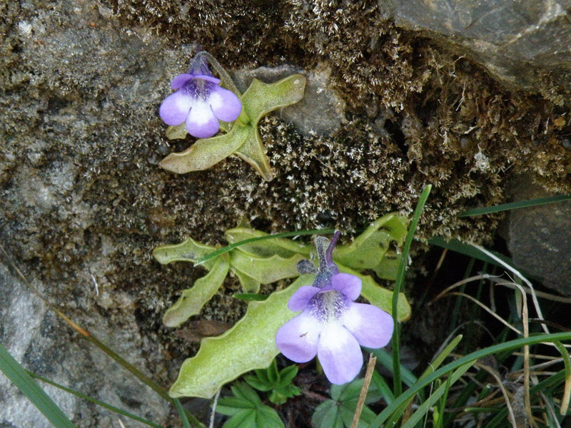 Pinguicula reichenbachiana / Erba unta di Reichenbach